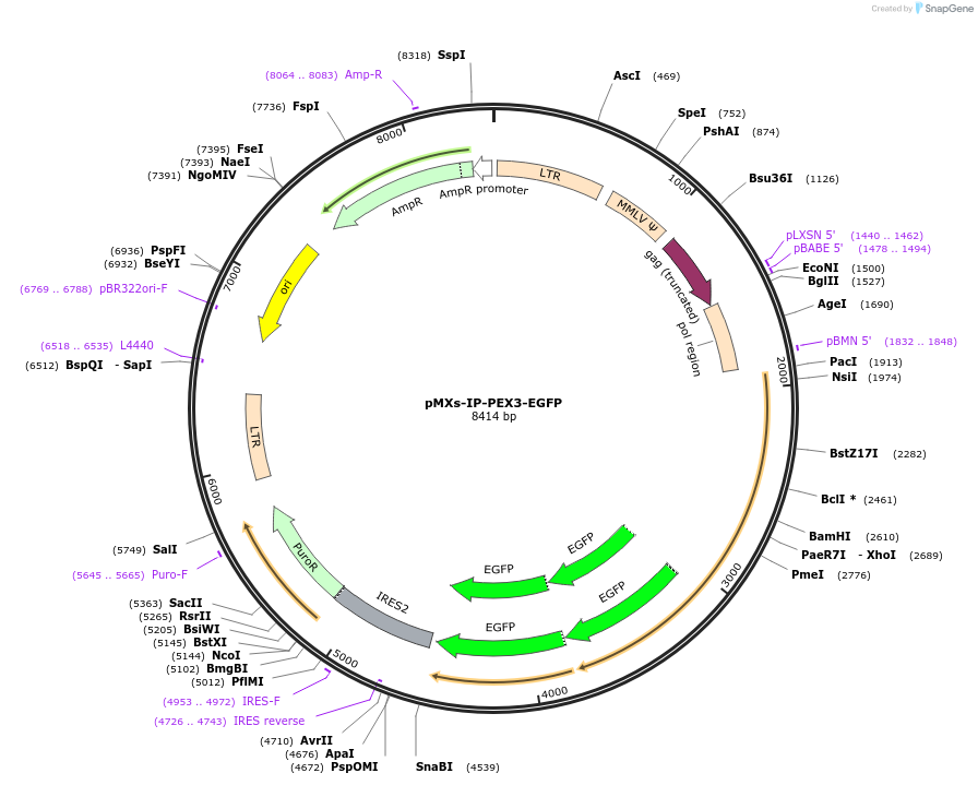 228142-plasmid-map-sequence-id-461563