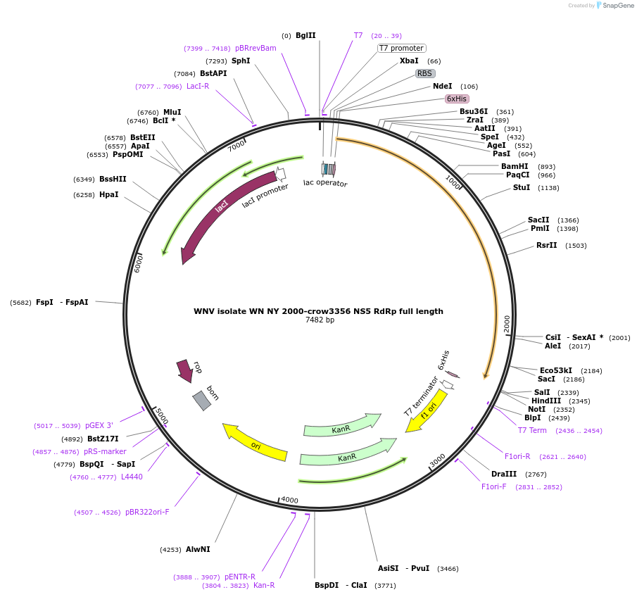 228662-plasmid-map-sequence-id-461603