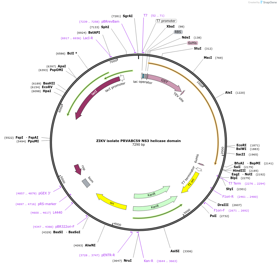 228664-plasmid-map-sequence-id-461605