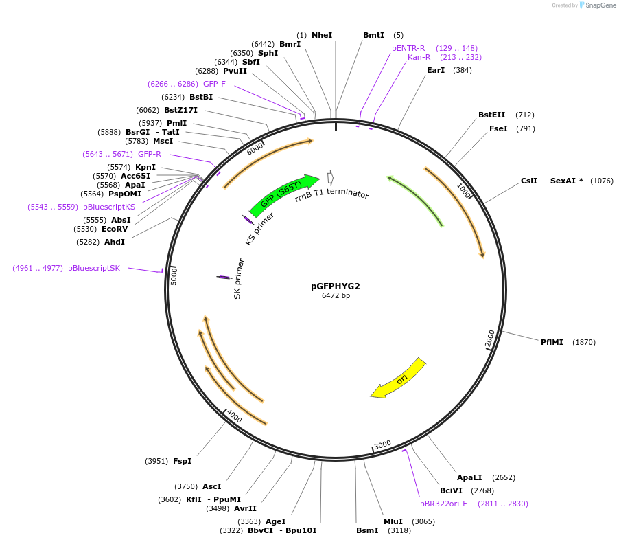 30173-plasmid-map-sequence-id-461629