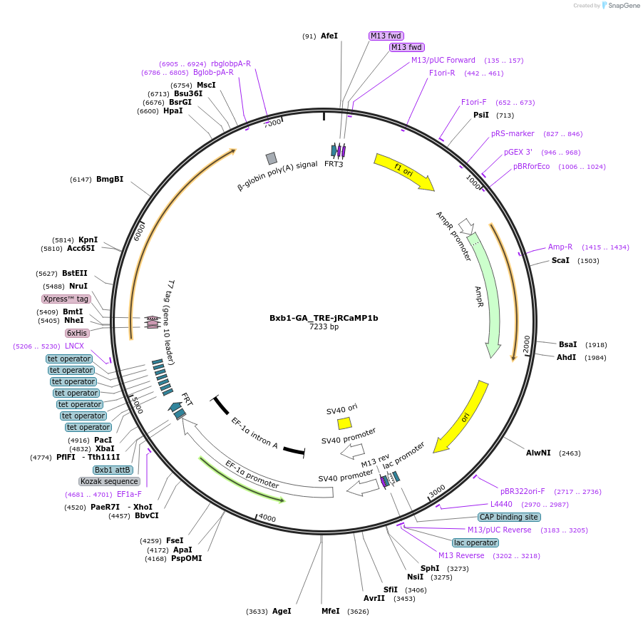229798-plasmid-map-sequence-id-461648