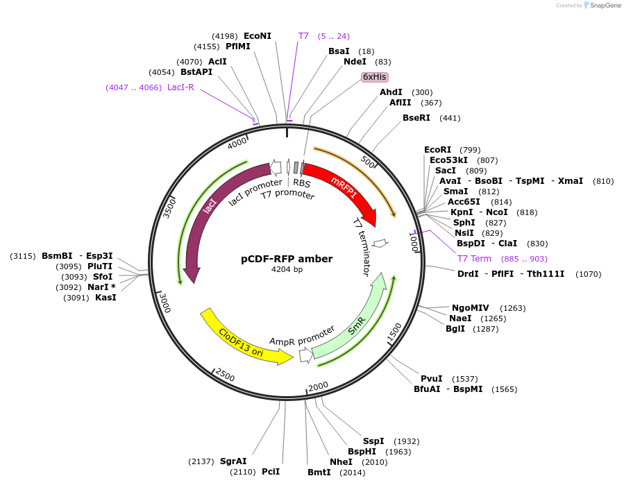 229524-plasmid-map-sequence-id-461664