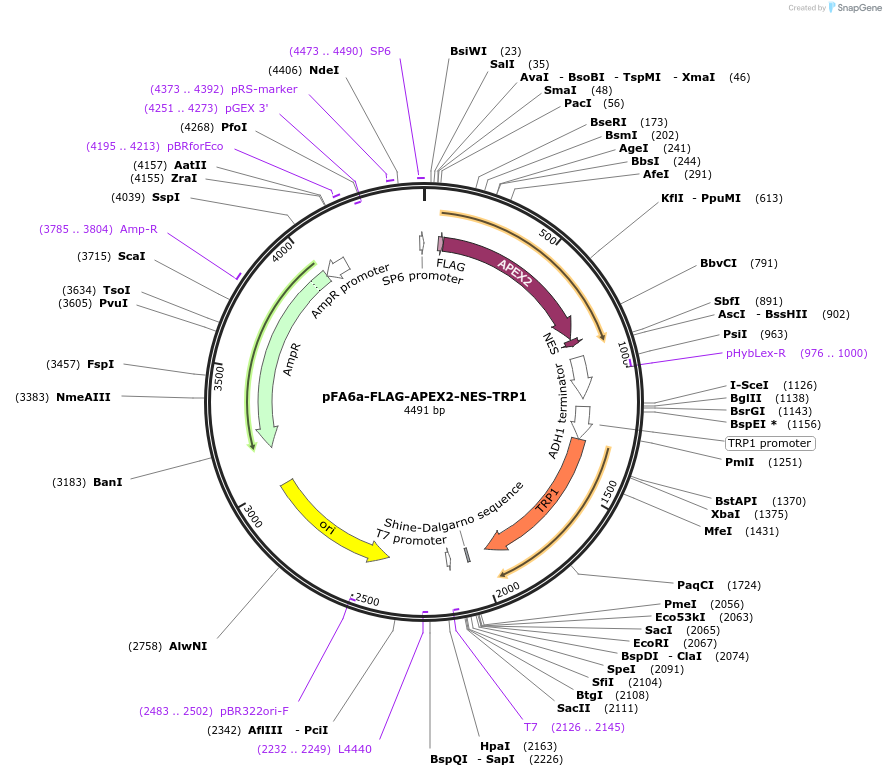 229228-plasmid-map-sequence-id-461667