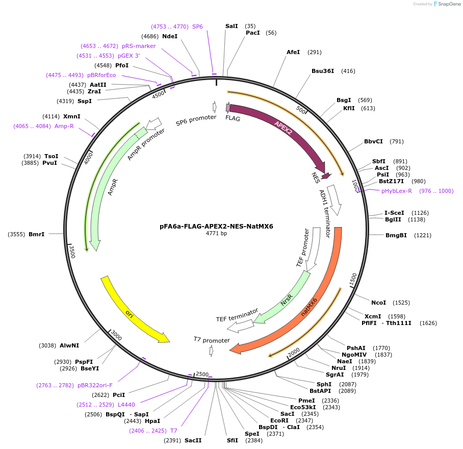 229231-plasmid-map-sequence-id-461668