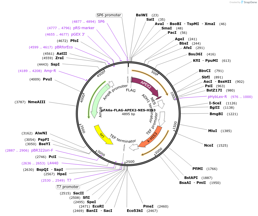 229230-plasmid-map-sequence-id-461670