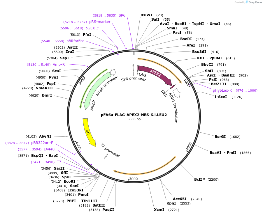 229229-plasmid-map-sequence-id-461672