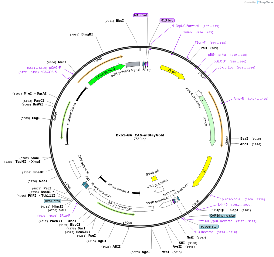 229802-plasmid-map-sequence-id-461675