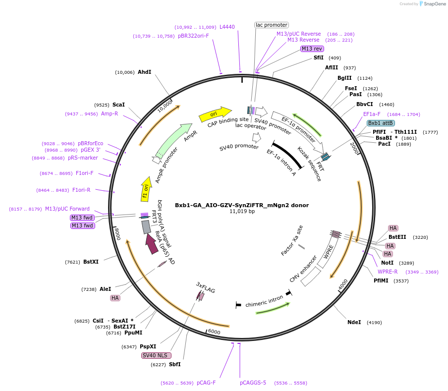229789-plasmid-map-sequence-id-461679