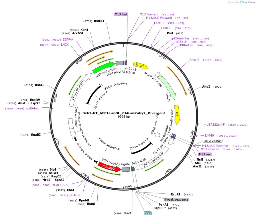 229800-plasmid-map-sequence-id-461681