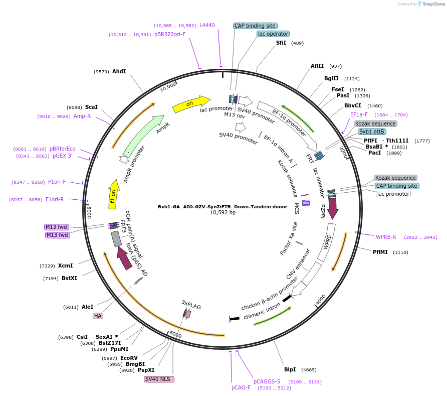 229787-plasmid-map-sequence-id-461683