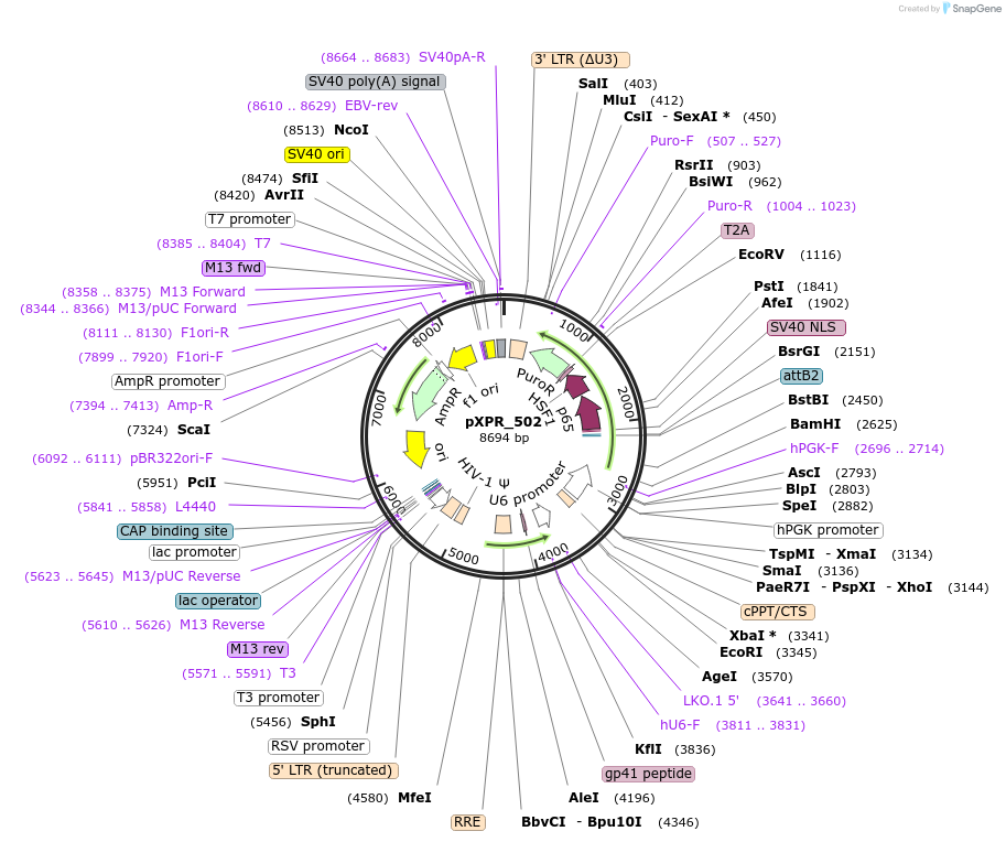96923-plasmid-map-sequence-id-461743