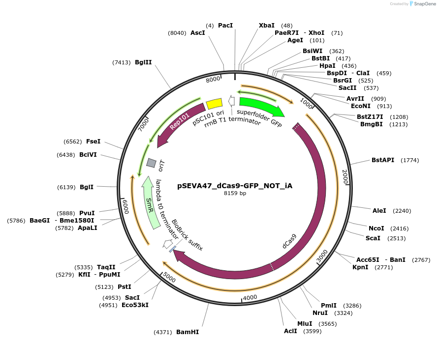 231417-plasmid-map-sequence-id-461749
