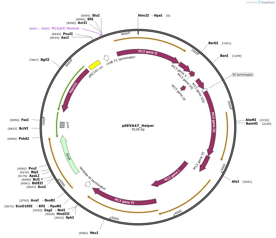 231420-plasmid-map-sequence-id-461750