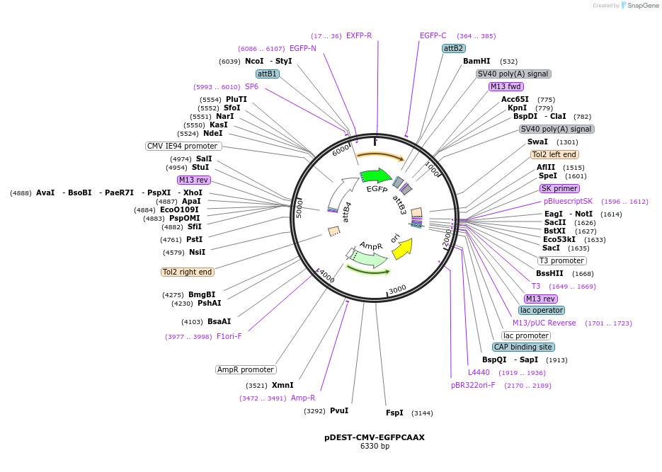 232140-plasmid-map-sequence-id-461771