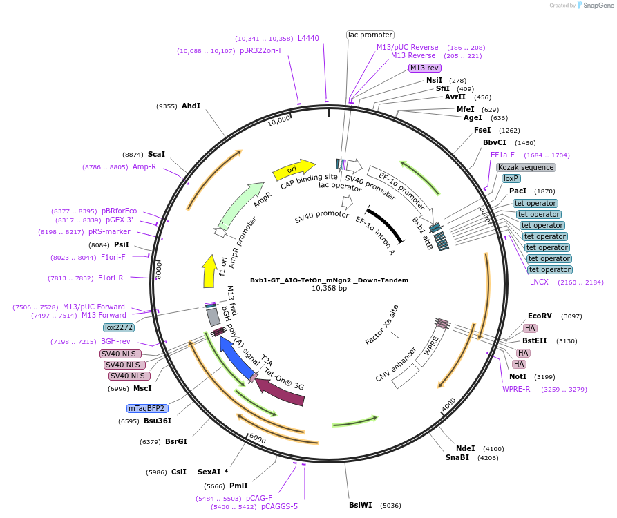 229795-plasmid-map-sequence-id-461775