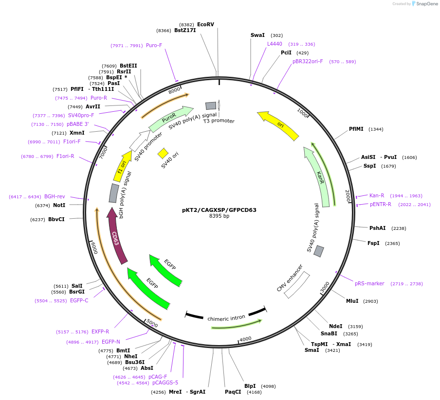 231709-plasmid-map-sequence-id-461777