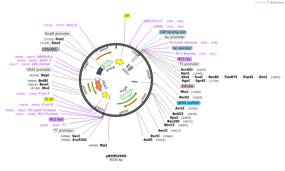 229992-plasmid-map-sequence-id-461779