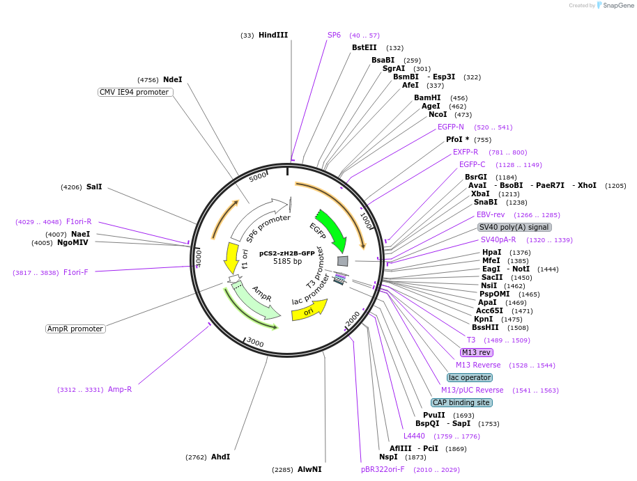 226561-plasmid-map-sequence-id-461800