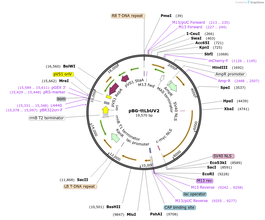 231386-plasmid-map-sequence-id-461803