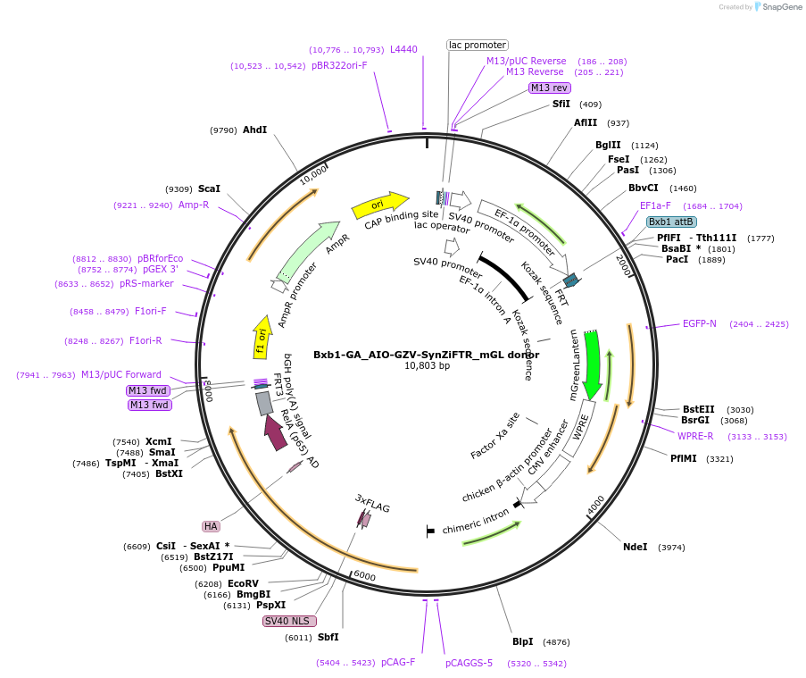 229788-plasmid-map-sequence-id-461833