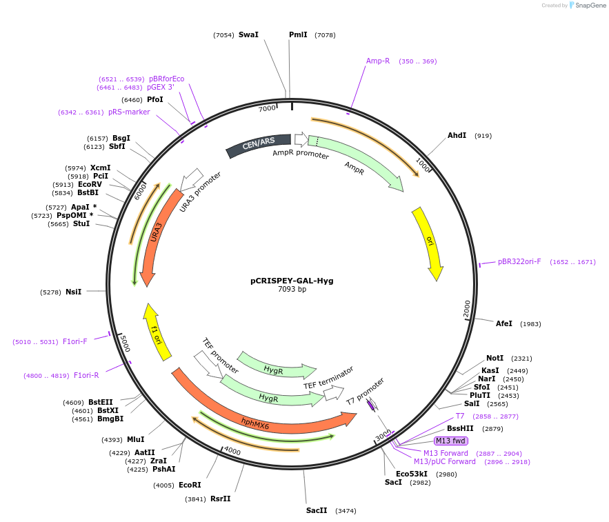 232098-plasmid-map-sequence-id-461834