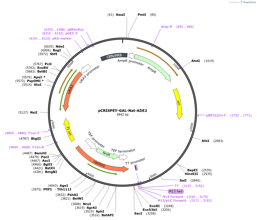 232103-plasmid-map-sequence-id-461835