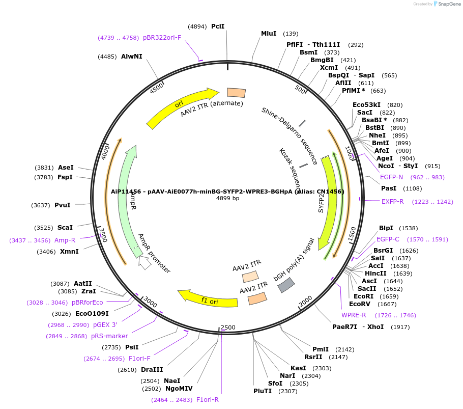 230097-plasmid-map-sequence-id-461838