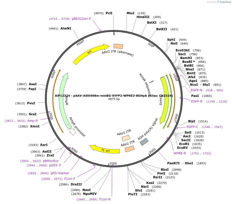 230110-plasmid-map-sequence-id-461842