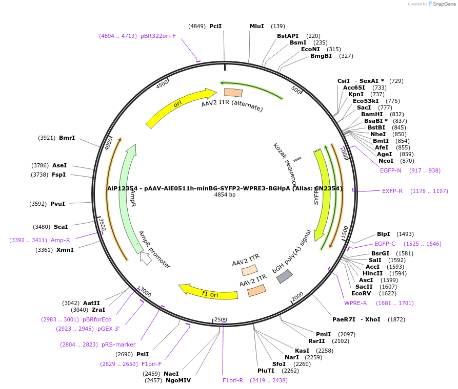 230111-plasmid-map-sequence-id-461843