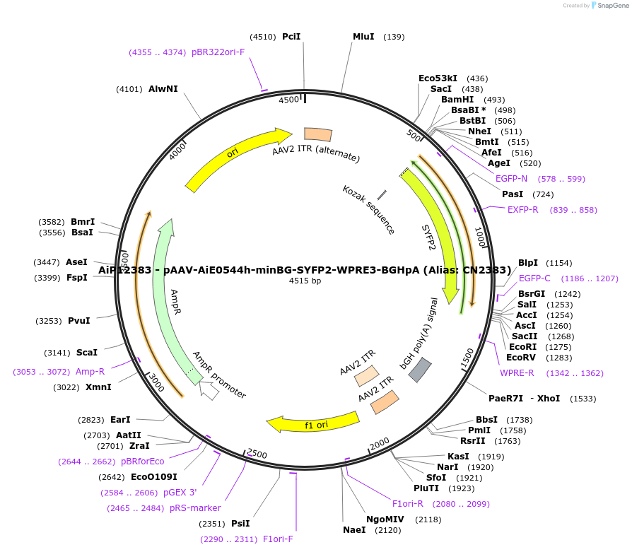 230114-plasmid-map-sequence-id-461846