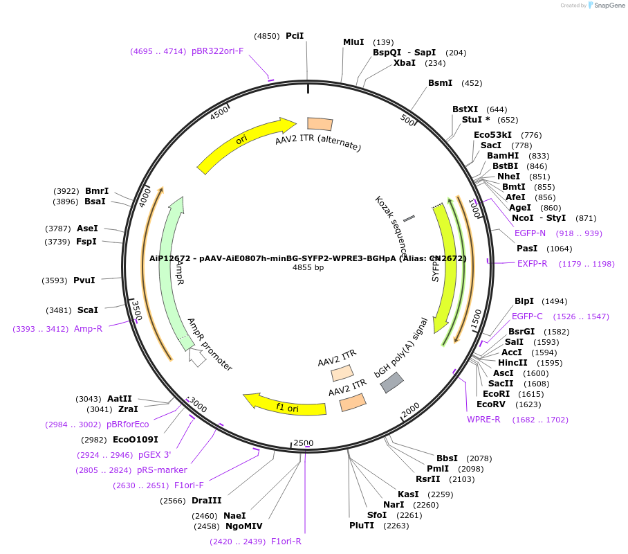 230123-plasmid-map-sequence-id-461853
