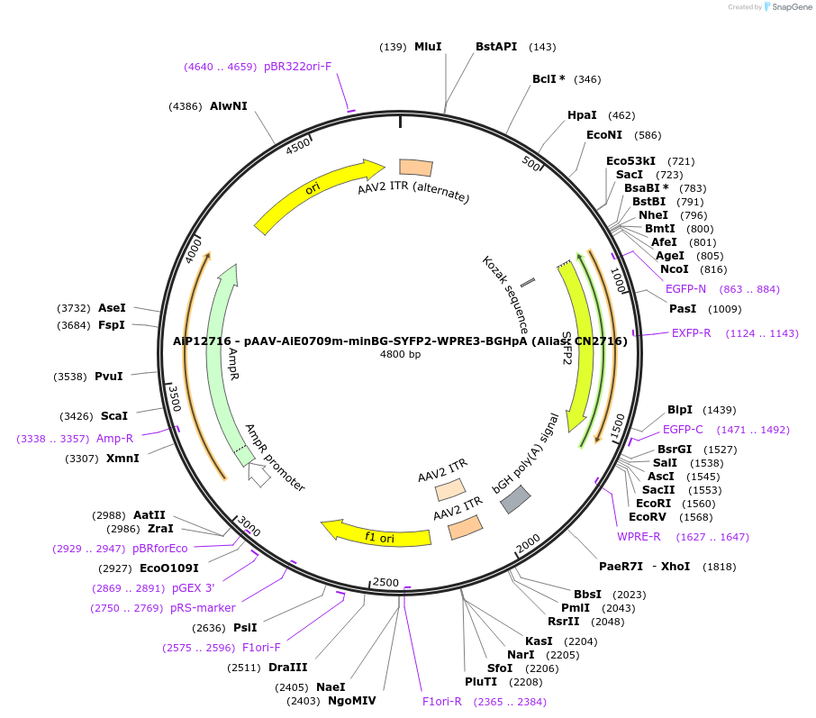 230130-plasmid-map-sequence-id-461858