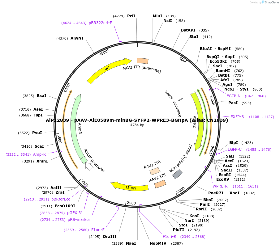230136-plasmid-map-sequence-id-461863