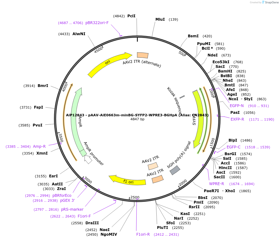 230137-plasmid-map-sequence-id-461864