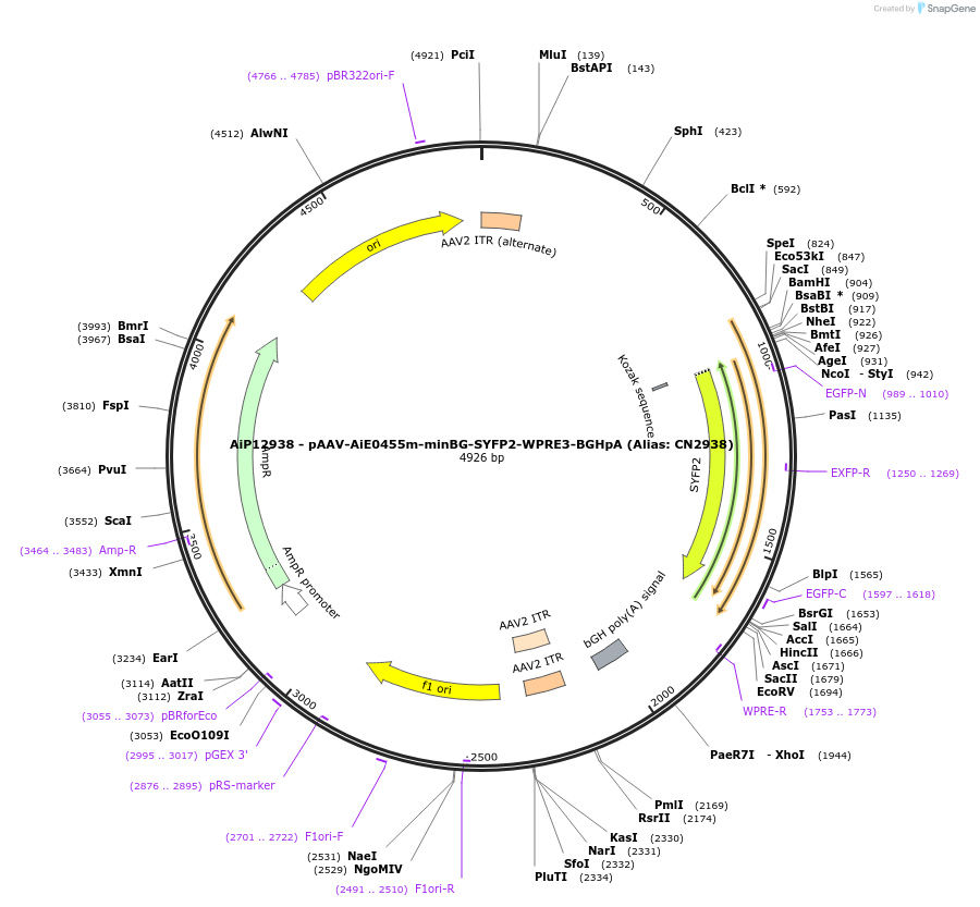 230141-plasmid-map-sequence-id-461868