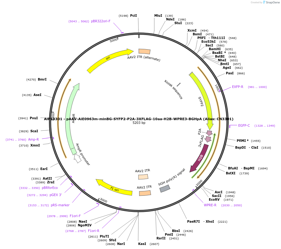 230148-plasmid-map-sequence-id-461875