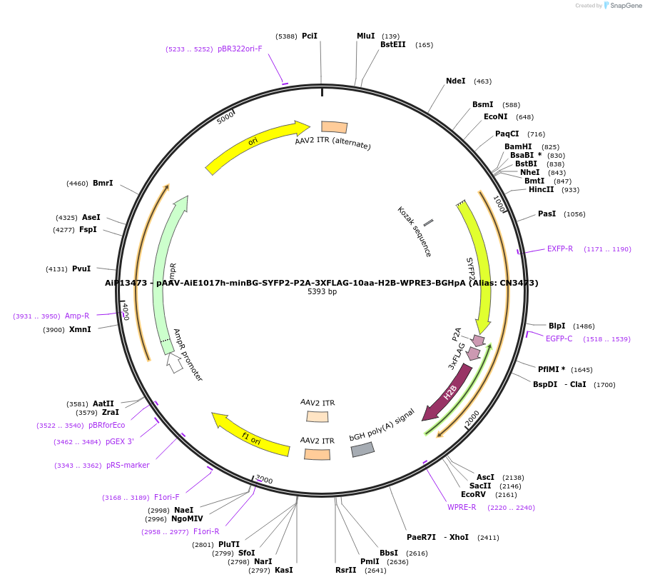 230153-plasmid-map-sequence-id-461879