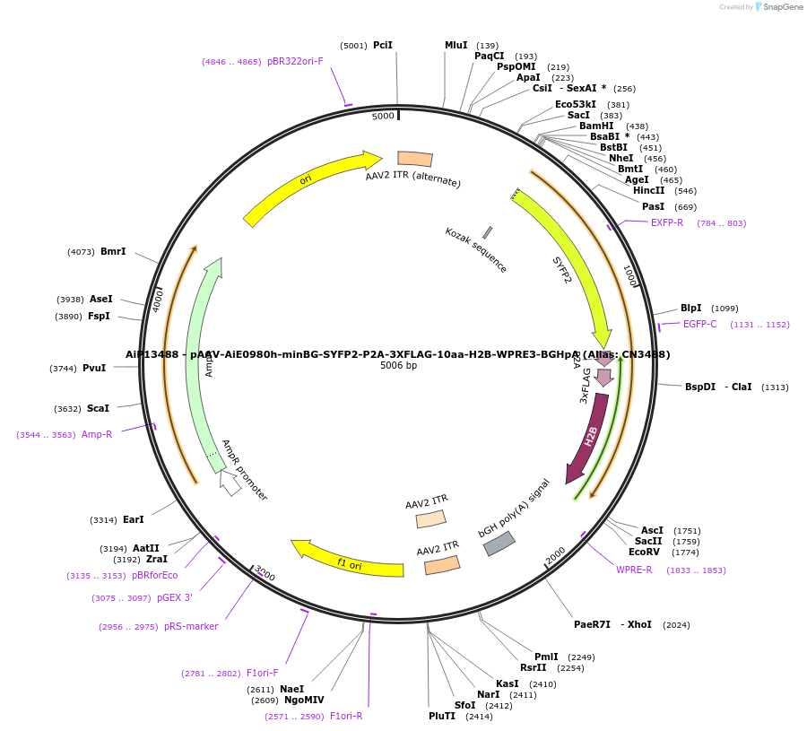 230154-plasmid-map-sequence-id-461880