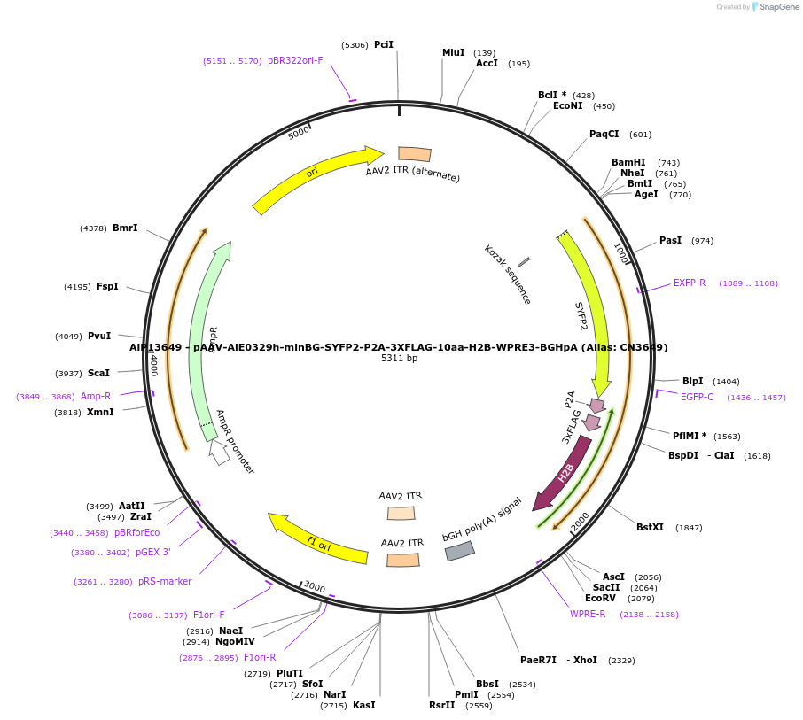 230161-plasmid-map-sequence-id-461886