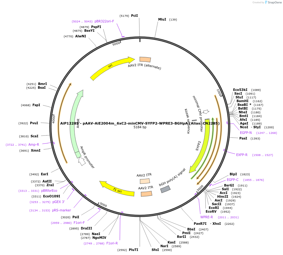 230359-plasmid-map-sequence-id-461902