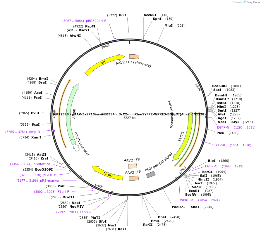 230361-plasmid-map-sequence-id-461904