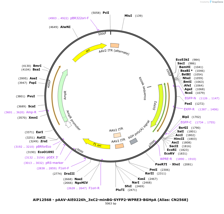 230363-plasmid-map-sequence-id-461906