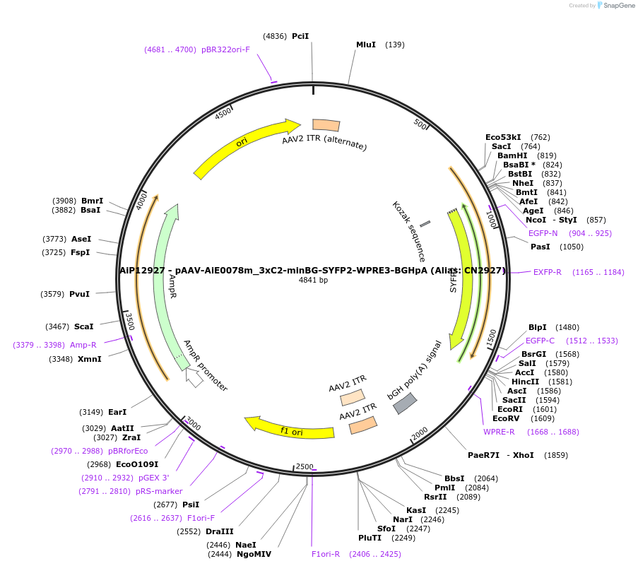 230365-plasmid-map-sequence-id-461908