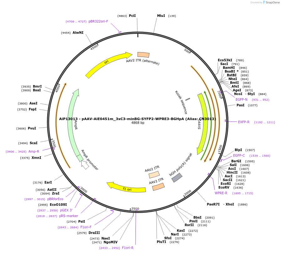 230367-plasmid-map-sequence-id-461910