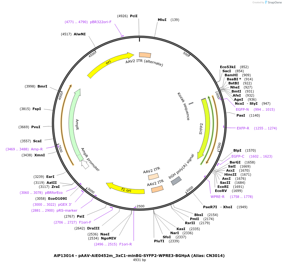 230368-plasmid-map-sequence-id-461912
