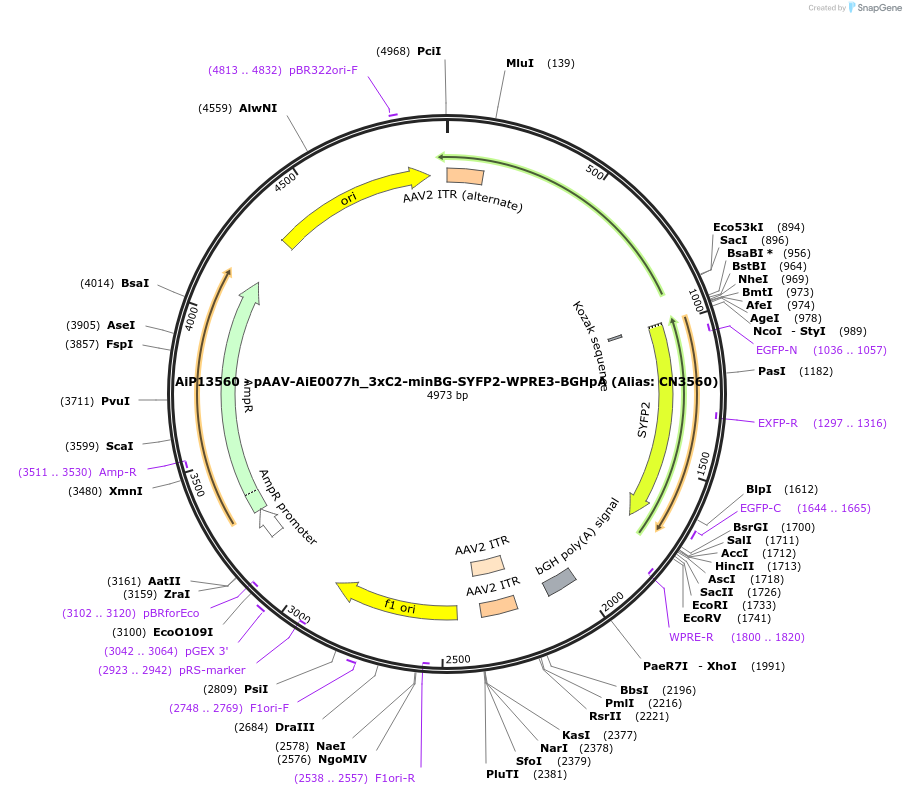 230373-plasmid-map-sequence-id-461917