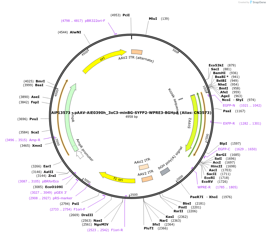 230374-plasmid-map-sequence-id-461918