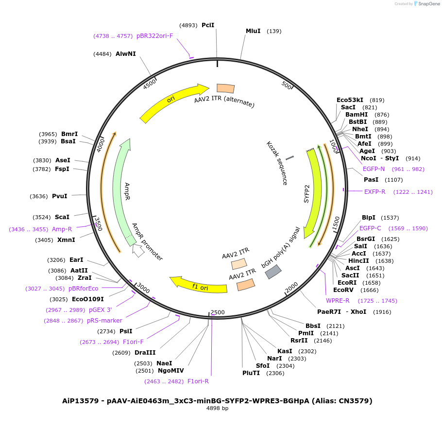 230376-plasmid-map-sequence-id-461920
