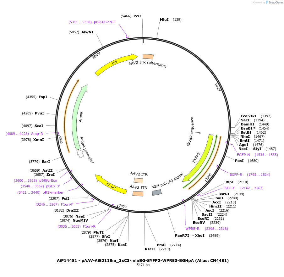 230396-plasmid-map-sequence-id-461929