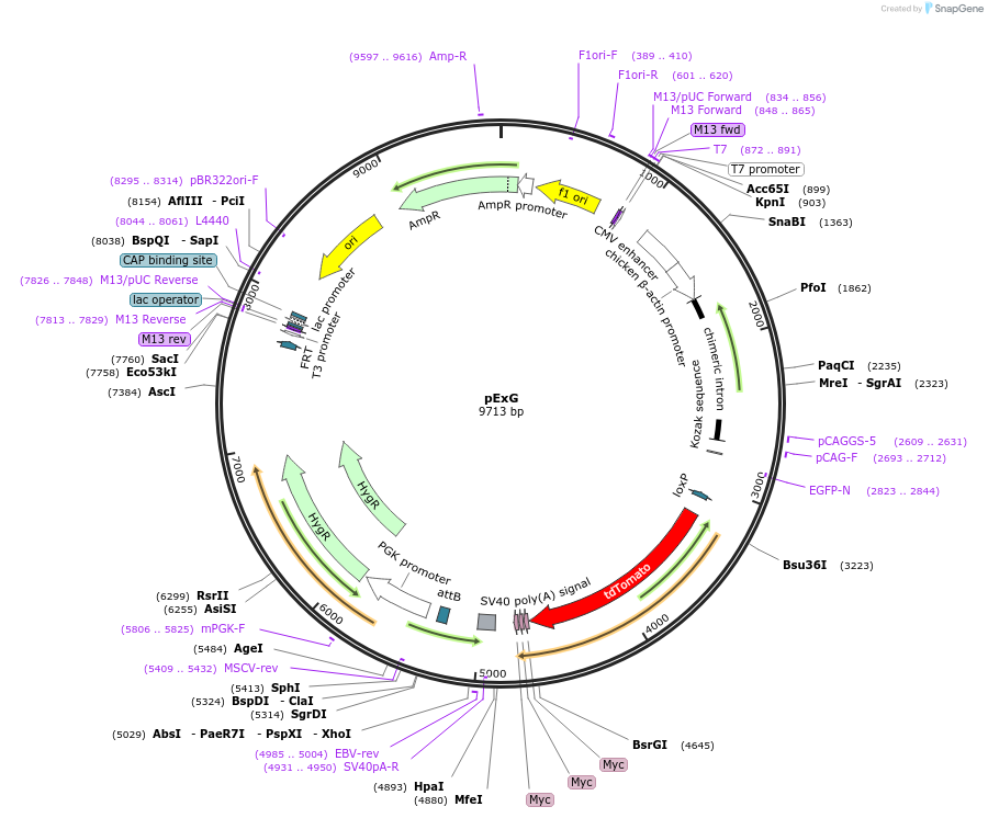 36888-plasmid-map-sequence-id-46193